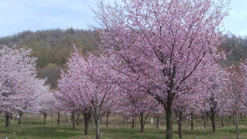 桜をはしごして来ました～